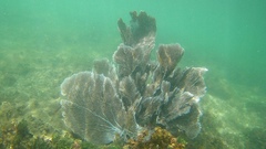 Gorgonia