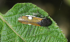 Oncometopia rufipennis