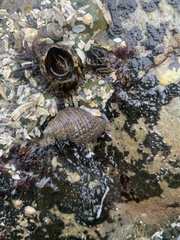 Nucella canaliculata