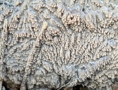 Phlebia rufa