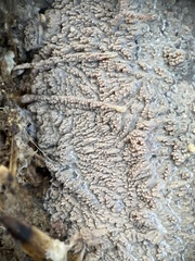 Phlebia rufa