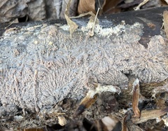 Phlebia rufa