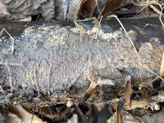 Phlebia rufa