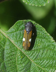 Oncometopia rufipennis