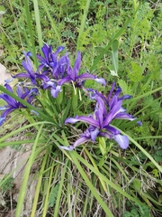 Iris sintenisii