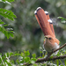 Squirrel Cuckoo - Photo (c) Noé Abraham Muñoz Padilla, some rights reserved (CC BY-NC), uploaded by Noé Abraham Muñoz Padilla