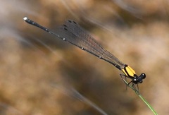 Prodasineura croconota