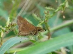 Decinea percosius