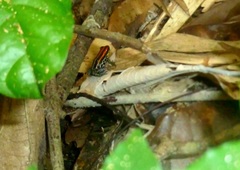 Ranitomeya