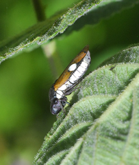 Oncometopia rufipennis