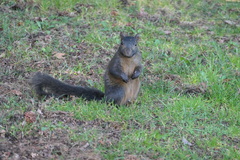 Sciurus carolinensis