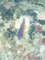 Parma alboscapularis