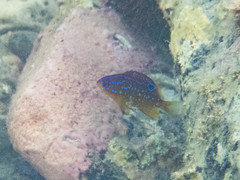 Parma alboscapularis