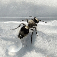 Dasylabris lugubris