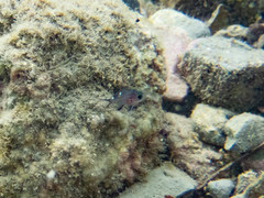 Chromis dispila