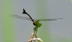 Ictinogomphus pertinax