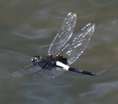 Pseudothemis zonata
