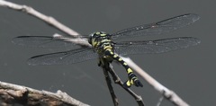 Sinictinogomphus clavatus