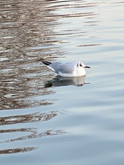 Chroicocephalus ridibundus