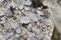 Umbilicaria hirsuta