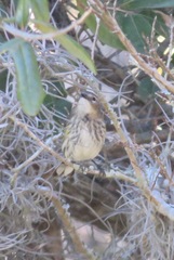 Setophaga coronata image
