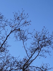 Colaptes auratus