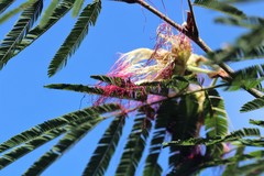 Calliandra parvifolia
