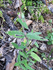 Alloispermum scabrum