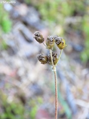 Alloispermum scabrum