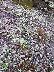 Sedum clausenii