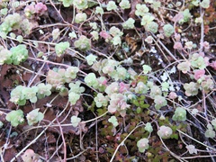 Sedum clausenii
