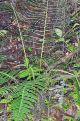 Blechnum wardiae