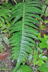 Blechnum wardiae