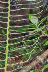 Blechnum wardiae