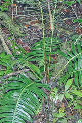 Blechnum wardiae