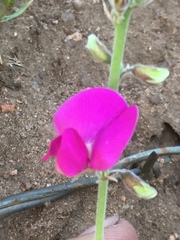 Tephrosia lindheimeri