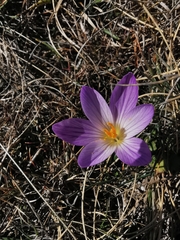 Crocus versicolor