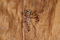 Salticidae