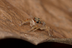 Salticidae