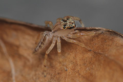 Salticidae