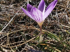 Crocus versicolor