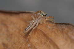 Salticidae