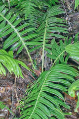 Blechnum wardiae