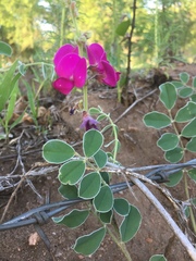 Tephrosia lindheimeri