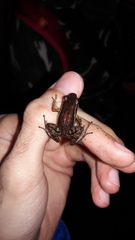 Leucostethus brachistriatus