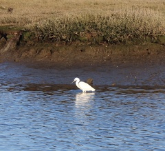 Egretta garzetta