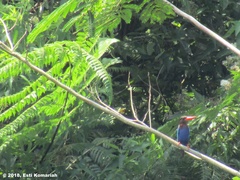 Halcyon cyanoventris