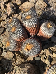 Copiapoa cinerea