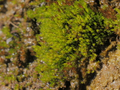 Bryum gemmiferum
