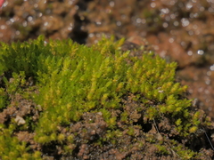 Bryum gemmiferum